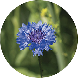 Centaurea cyanus flower extract